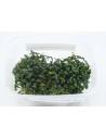 Bucephalandra Angel Tears  - 1