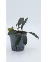 Bucephalandra Red purple  - 1