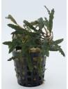 Bucephalandra Velvet  - 1