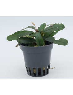 Bucephalandra Super blue  - 1