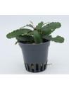 Bucephalandra Super blue  - 1