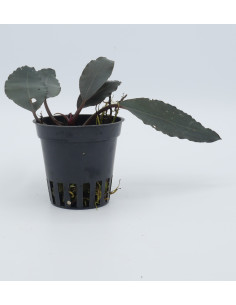 Bucephalandra Maharani  - 1