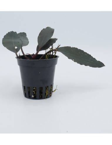 Bucephalandra Maharani  - 1