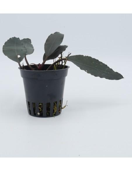 Bucephalandra Maharani  - 1
