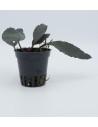 Bucephalandra Maharani  - 1
