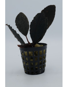 Bucephalandra Skeleton King  - 1