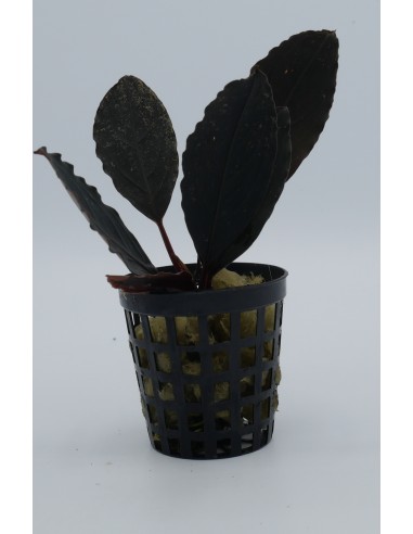 Bucephalandra Skeleton King  - 1