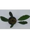 Bucephalandra pearl grey  - 1