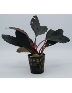 Bucephalandra Pink Lady  - 1