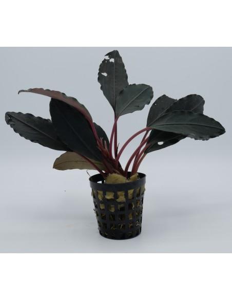 Bucephalandra Pink Lady  - 1