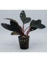 Bucephalandra Pink Lady  - 1