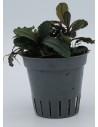 Bucephalandra Hades  - 1