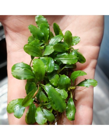 Bucephalandra Light Green  - 2