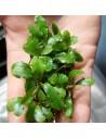 Bucephalandra Light Green  - 2