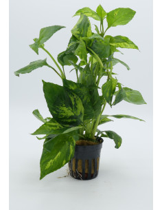 Nomaphila specie Variegata  - 1