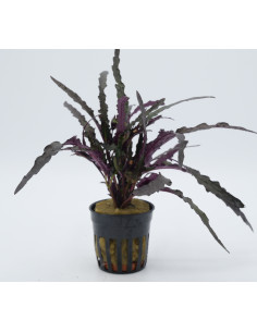 Hemiographis exotica  - 1