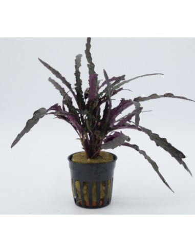 Hemiographis exotica  - 1