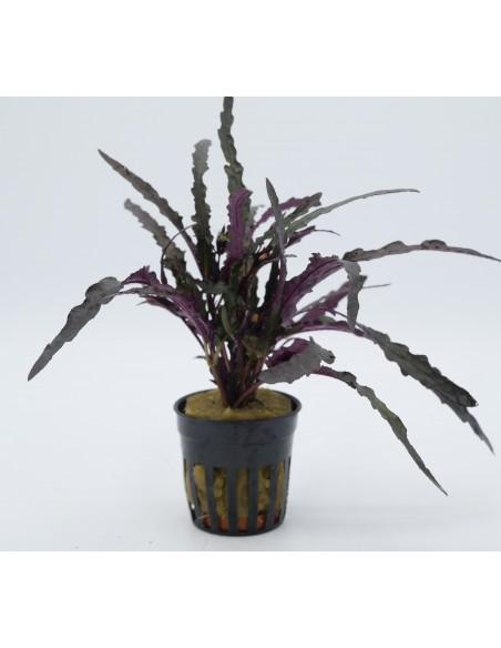 Hemiographis exotica  - 1
