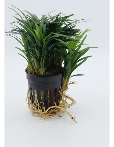 Ophiopogon japonica 'Pussilus'  - 1