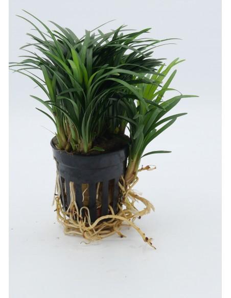 Ophiopogon japonica 'Pussilus'  - 1