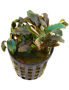 Bucephalandra Red Theia  - 1