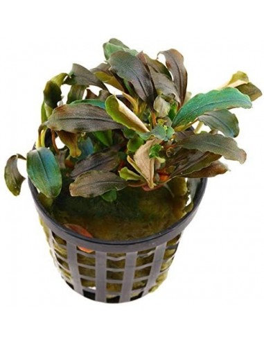 Bucephalandra Red theia  - 1