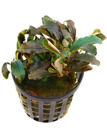 Bucephalandra Red theia  - 1