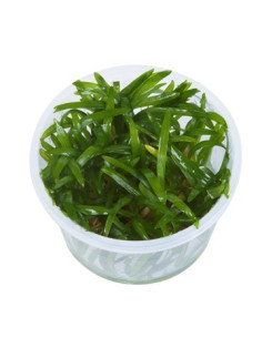 Sagittaria subulata - in vitro  - 1
