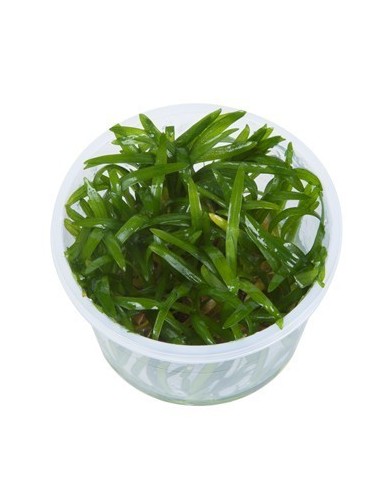 Sagittaria subulata - in vitro  - 1