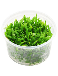 Hygrophila Corymbosa Thailand - in vitro  - 1