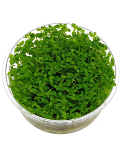 Bacopa australis - in vitro  - 1