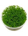 Bacopa australis - in vitro  - 1