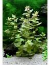 Bacopa Caroliniana - Invitro  - 1
