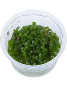Bacopa Caroliniana - Invitro  - 2