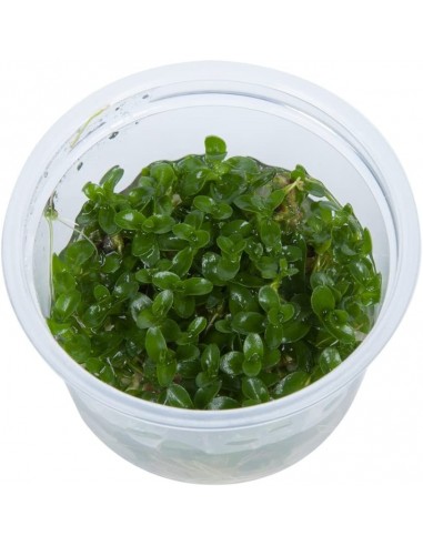 Bacopa Caroliniana - Invitro  - 2