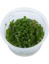 Bacopa Caroliniana - Invitro  - 2