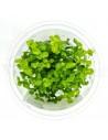 Bacopa Crenata - Invitro  - 1