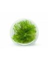 Bacopa Myriophylloides - Invitro  - 1