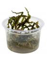 Cryptocoryne Crispatula - Invitro  - 1