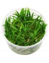 Echinodorus Tenellus 'BROAD Leaf' - Invitro  - 1