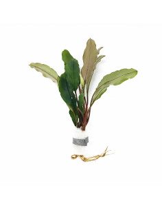 Bucephalandra Achilles Green  - 1