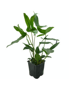 Anubias hastifolia - XL  - 1