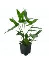 Anubias hastifolia - XL  - 1