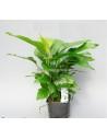 Anubias heterophylla - XL  - 1