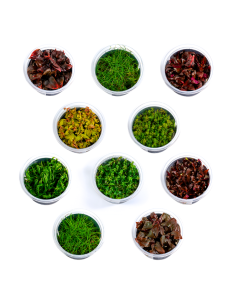 Lot de pots in-vitro  - 1