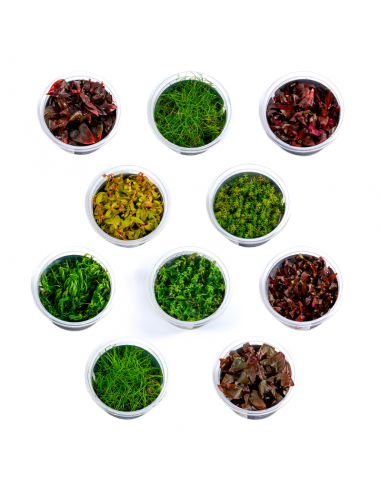 Lot de pots in-vitro  - 1