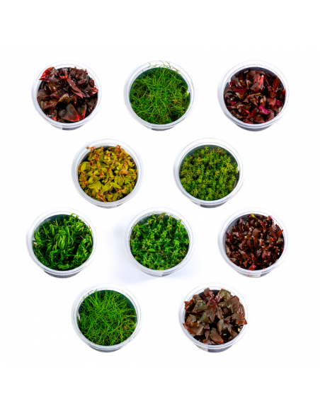 Lot de pots in-vitro  - 1