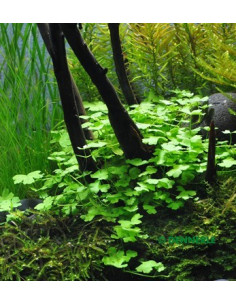 Tapis hydrocotyle cf. tripartita  - 1