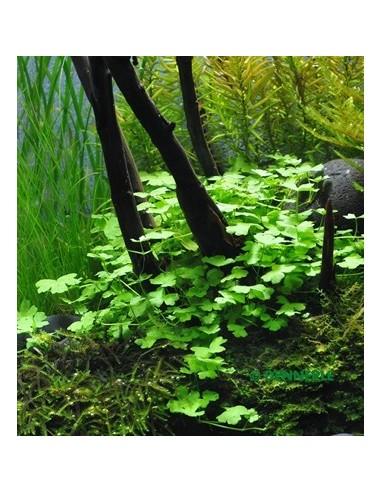 Tapis hydrocotyle cf. tripartita  - 1