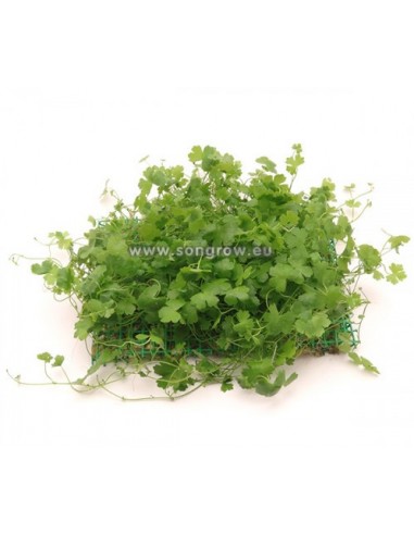 Tapis hydrocotyle cf. tripartita  - 2